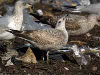 Goéland argenté Larus argentatus R:P2H