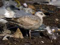 Goéland argenté Larus argentatus R:P2H