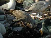 Goéland argenté Larus argentatus R:P2H