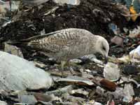 Goéland argenté Larus argentatus R:P8E