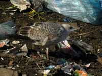 Goéland argenté Larus argentatus R:R0J