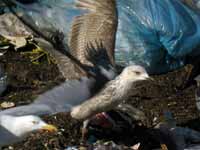 Goéland argenté Larus argentatus R:R0J