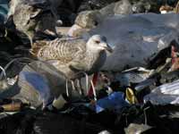 Goéland argenté Larus argentatus R:R0J