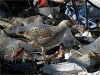 Goéland argenté Larus argentatus R:R0J