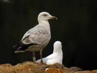 Goéland argenté Larus argentatus R:J0H