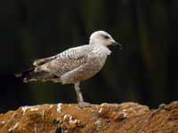 Goéland argenté Larus argentatus R:P2J