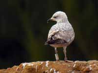 Goéland argenté Larus argentatus R:P2J