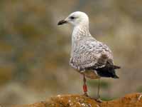 Goéland argenté Larus argentatus VLJ