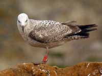 Goéland argenté Larus argentatus VLJ