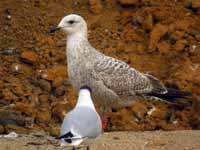 Goéland argenté Larus argentatus VLJ