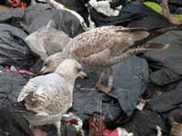 Goéland argenté Larus argentatus 5FJ5