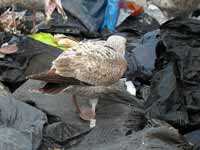 Goéland argenté Larus argentatus 5FJ5