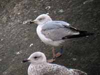 Goéland argenté Larus argentatus B835