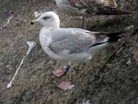 Goéland argenté Larus argentatus M+H