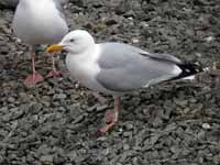 Goéland argenté Larus argentatus R:C8U