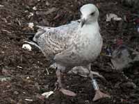 Goéland argenté Larus argentatus R:H5U