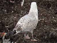 Goéland argenté Larus argentatus R:H5U