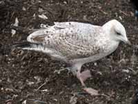 Goéland argenté Larus argentatus R:H5U