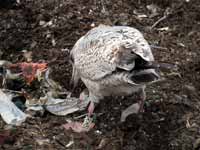 Goéland argenté Larus argentatus R:H5U