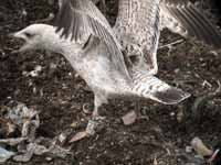 Goéland argenté Larus argentatus R:H5U