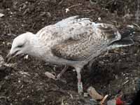 Goéland argenté Larus argentatus R:H5U