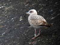 Goéland argenté Larus argentatus R:L4N