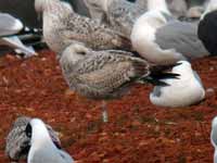 Goéland argenté Larus argentatus R:P2H