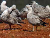 Goéland argenté Larus argentatus R:P2L