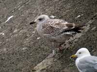 Goéland argenté Larus argentatus R:P9R