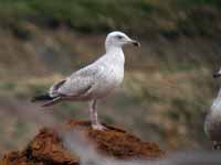 Goéland argenté Larus argentatus R:J0H