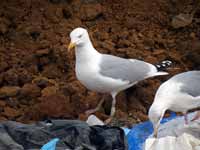 Goéland argenté Larus argentatus R:J8R