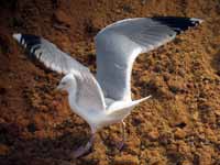 Goéland argenté Larus argentatus R:J8R