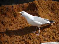 Goéland argenté Larus argentatus R:J8R