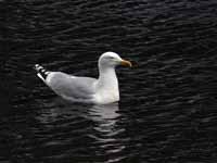 Goéland argenté Larus argentatus