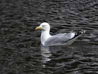 Goéland argenté Larus argentatus