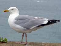 Goéland argenté Larus argentatus