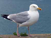 Goéland argenté Larus argentatus