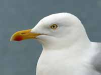 Goéland argenté Larus argentatus