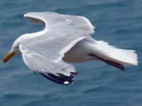 Goéland argenté Larus argentatus