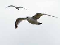 Goéland argenté Larus argentatus