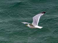 Goéland argenté Larus argentatus