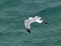 Goéland argenté Larus argentatus