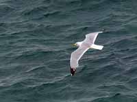 Goéland argenté Larus argentatus