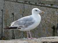 Goéland argenté Larus argentatus