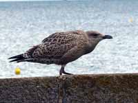 Goéland argenté Larus argentatus