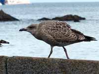 Goéland argenté Larus argentatus