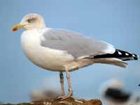 Goéland argenté Larus argentatus HS