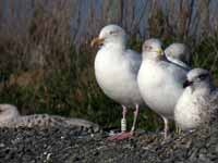 Goéland argenté Larus argentatus 9FA6