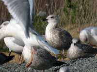 Goéland argenté Larus argentatus B33G