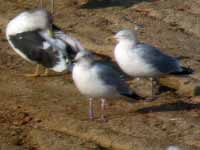 Goéland argenté Larus argentatus B835